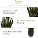 Nearly Natural, Green 4855 35in. Sansevieria with Black Planter