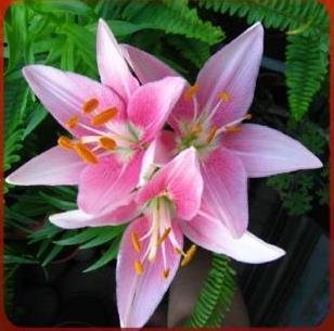Perfume Lilies Lily Seed Planted 100 Pcs
