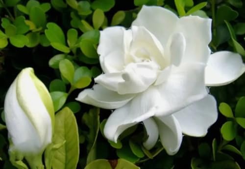 100PCS Gardenia Jasminiodes Seeds Cape Jasmine Fragrant Shrub Seed Heirloom