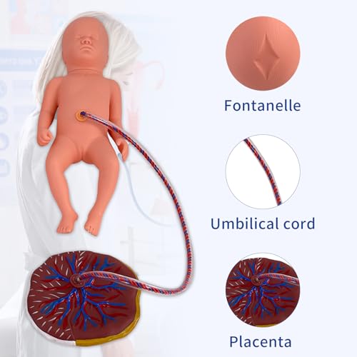 Image of Childbirth Simulator Twin Birth Skills Training Mode, Advanced Midwifery Training Model with 2 Fetal Model & 2 Umbilical Cord & 2 Placenta for Practicing Midwifery and Delivery Skills