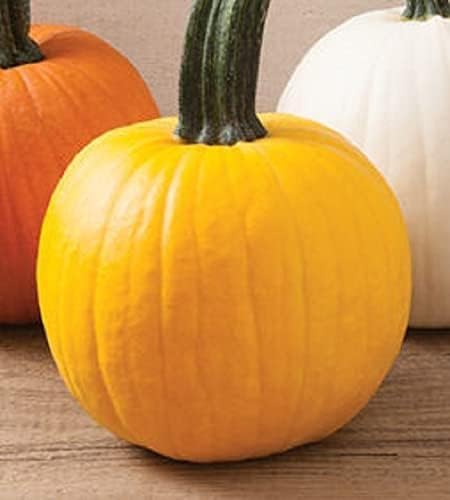 Semillas de calabaza para plantar (10 semillas)  Semillas de calabaza, calabaza y calabaza exóticas y difíciles de encontrar  Semillas de huerto