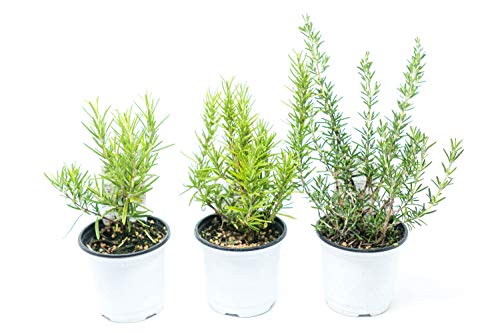 ローズマリー茶の効果 効能 味や美味しくなる淹れ方もチェック お茶ラボ