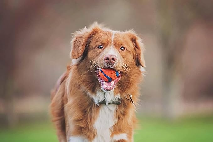 Juguetes Para Perro, Pet Products Imagen adicional