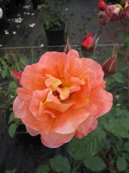 Rosa Westerland® - Strauchrose Westerland® - kupferorange - Duft+++ - Kordes-Rose