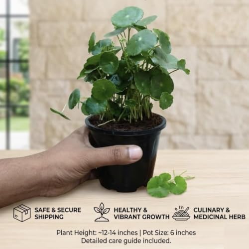Image of Lucky Coin Money Plant Live with Decorative Pot Feng Shui Good Luck Indoor Air Purifying Plant Vastu Plant for Home Office Desk Decor Pack of 1 With Pot