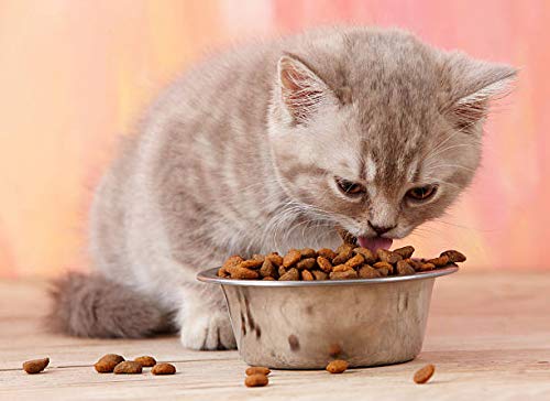 HB Bowl Edelstahl-Näpfe Für Hunde & Katzen | 3er-Pack, Große Größe (1,8 L / 8 Tassen) | Spülmaschinenfest, Rostfrei