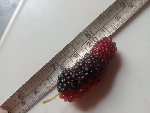 Image of All time Special Sweet And Healthy Mulberry /Shahtoot Fruit (Cutting /Grafted) Live Plant | Fruiting after 2-4 month
