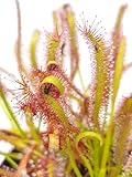 Fangblatt - Drosera Capensis - Kap-Sonnentau im Ø 9 cm Topf - exotische fleischfressende Pflanze - pflegeleichte Karnivore