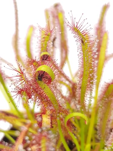 Fangblatt Drosera Capensis Kap-Sonnentau im 9 cm Topf