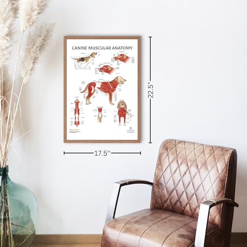 Image of Anatomy Lab Canine Muscular Anatomy Poster, LAMINATED, Veterinary Anatomy and Physiology, 17.3 x 22.5 Inches, Dog Muscular System Diagram, Animal Anatomical Chart for Education Learning and Students