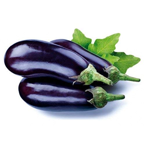 Golden Hills Farm Vegetable Seeds : Brinjal Seeds - Black Beauty For Large Area Commercial 500 seeds (B07NCB7W2G) Amazon Price History, Amazon Price Tracker