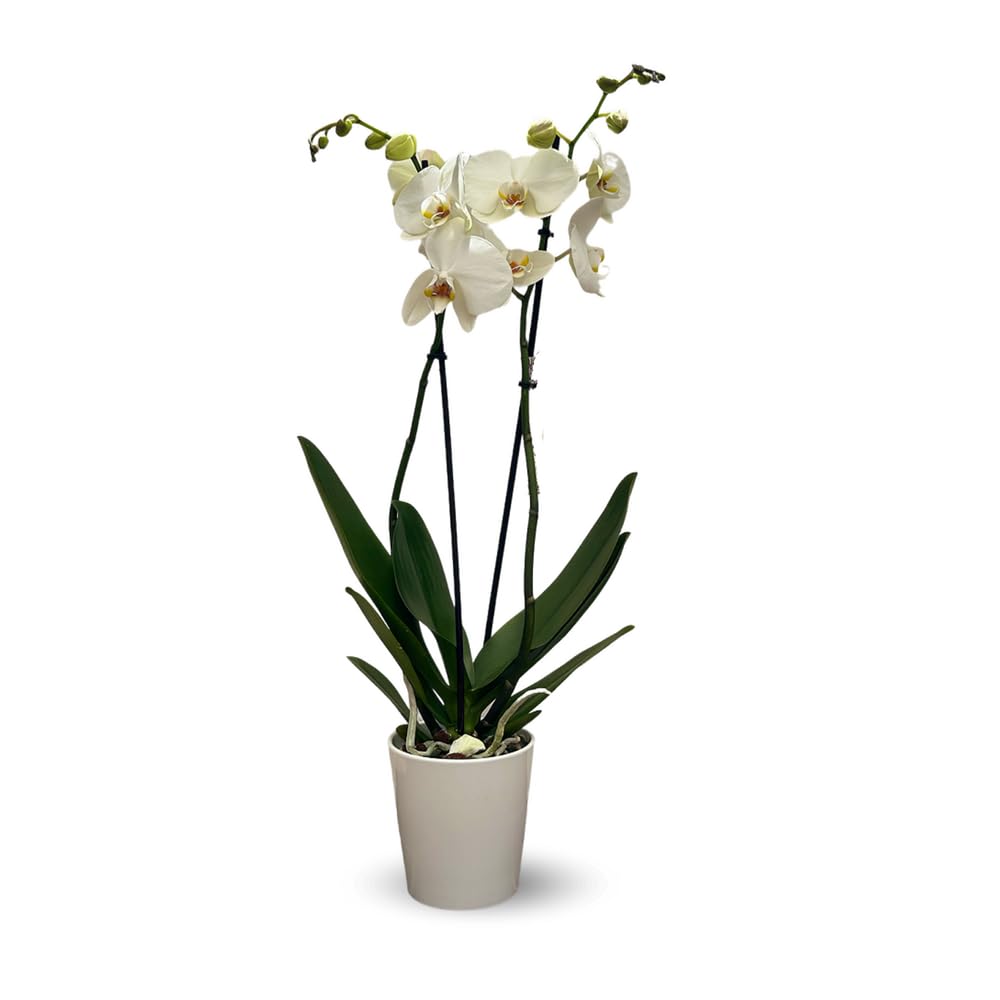 Attitude Jardin - Orchidée blanche - double branche - phalaenopsis - Orchidaceae - 60-70 cm - ⌀ 12 cm - avec cache pot en céramique blanc
