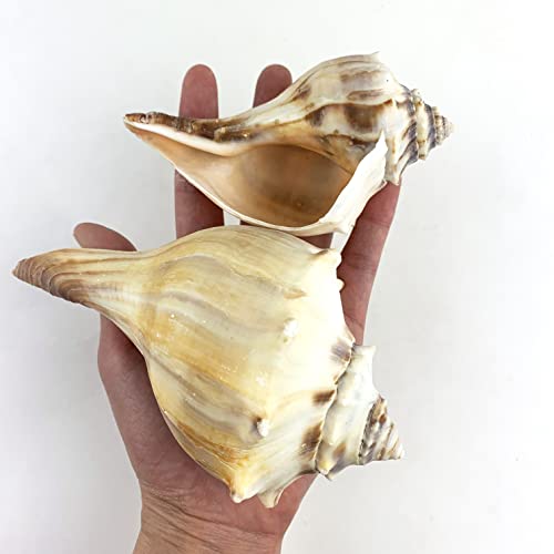 Heyiwell 2Pc Atlantic Whelk Sea Shell,Large Natural Conch Shells Great For Beach Theme Party Home Decor Shells Craft 4"~5" Inch #TOP1