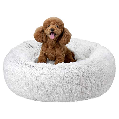 The Best Bed For Puppies