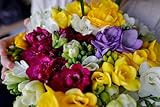 Double Freesia Flower Bulbs for Spring Planting - Mixed Colors for Bouquets - Large Healthy Bulbs - Great for Container or Outdoor Growing (10 Bulbs)