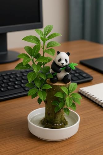 Brazilian Willow Wood Plant - Mini Brazil Lucky Wood Kit - Tray Lucky Tree Panda - Swelling Stage - About to Sprout Brazilian Tree Housewarming - Office Desk Decor - Office Gift Exchange