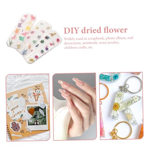 Flores naturales secas para manualidades DIY, set 3 cajas miniatura 6