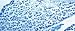 KT 022-100 - Luxol Fast Blue Histology Stain Kit, Diagnostic Biosystems - Each