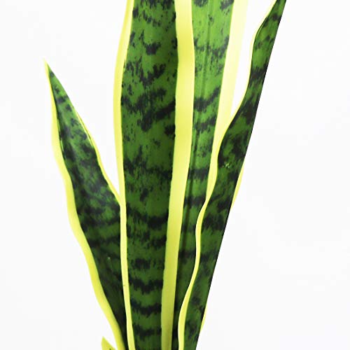 La Mejor Selección de Tiendas de plantas naturales favoritos de las personas. 6 Imagen adicional