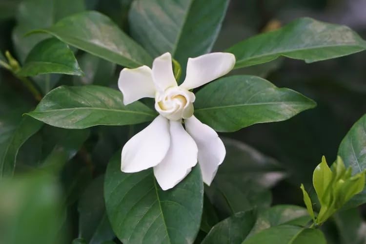Image of Live Chameli Bel Plant with Pot | Fragrant Jasmine Climbing Vine | Outdoor Flowering Creeper Plant for Home Garden Balcony Terrace