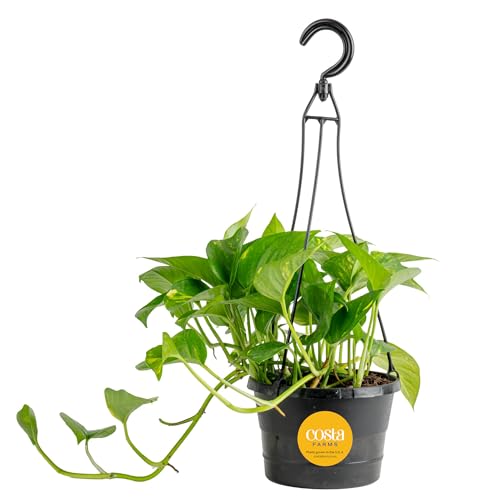 Image of Costa Farms Golden Pothos Live Plant in Hanging Grower Pot, Easy-Care, Air Purifying Indoor Houseplant, Home, Room, or Office Decor, Great House Warming or Birthday Gift, 8-10 Inches Tall