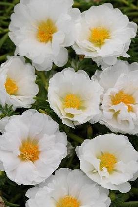 GPPX Portulaca Happy Trails MSP White 100 Seeds