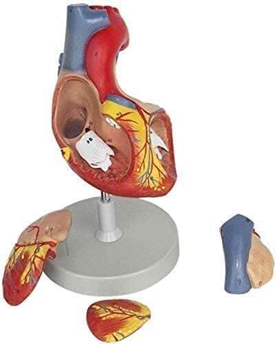 Leunlee Anatomy Model, Anatomical Model, Human Anatomical Model, 2X Enlarged Cardiac Anatomical Model, 4 Parts Anatomical Teaching Models Compatible with Science Classroom and Cardiology Study Compati