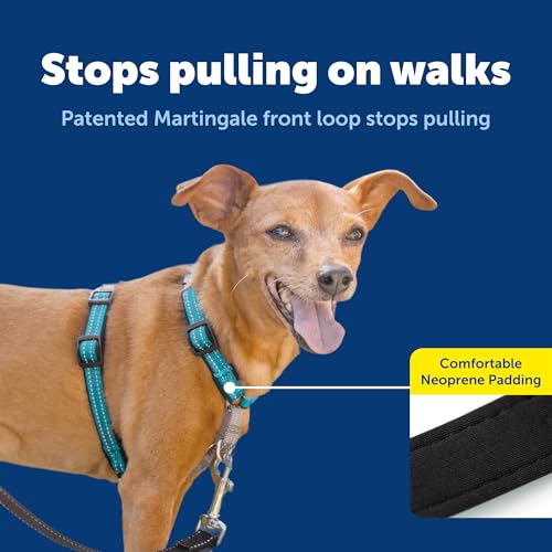 Image of PetSafe Teal 3-in-1 Harness, Extra Small