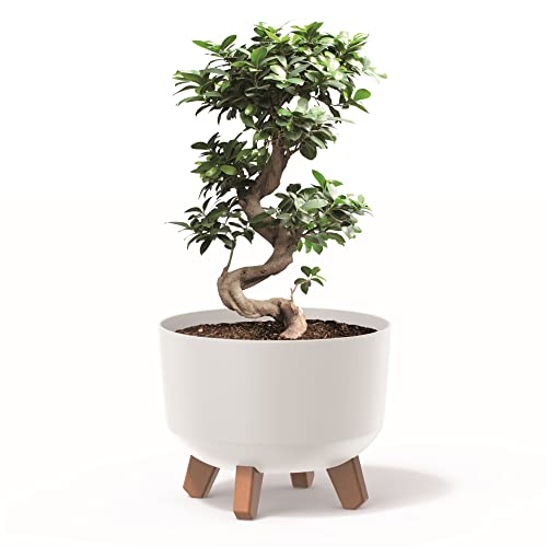 botle Pot de fleurs avec pieds - Diamètre : 24 cm - En plastique blanc - Avec insert mat - Pour arbre à argent - Cactus - Arbre en caoutchouc - Plume porte-bonheur