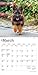 German Shepherds | 2026 7 x 14 Inch (Hanging) Monthly Mini Wall Calendar | BrownTrout | Animals Dog Breeds