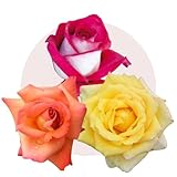 Rose Barni