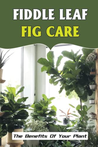Fiddle Leaf Fig Care: The Benefits Of Your Plant