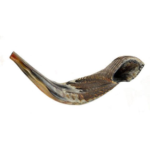 Ram's Horn Shofar Kosher Largest Size 22