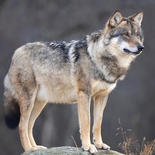 What Don't We Know About WI Wolves - Randy Johnson, DNR Large Carnivore Specialist