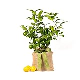 Meyer Lemon Tree Gift, Live Fruit Plant, Easy Care, Low Maintenance, Juicy Lemons, Unique Housewarming and Mother’s Day Gift, by The Magnolia Company, 1-2 Feet Tall, No Ship to CA, TX, AZ, LA, AL