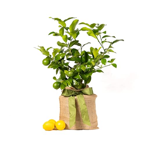 Meyer Lemon Tree Gift, Live Fruit Plant, Easy Care, Low Maintenance, Juicy Lemons, Unique Housewarming Gift, by The Magnolia Company, 1-2 Feet Tall, No Ship to CA, TX, AZ, LA, AL