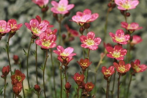 Saxifraga 'Purple Robe' - Saxifrage mousse 100, Perce-pierre - Gazon Turc plante vivace, couvre-sol