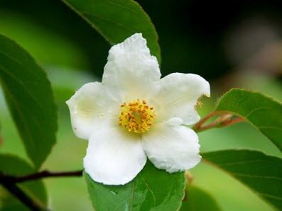 Tall Stewartia Monadelpha 2 - Year Seedling