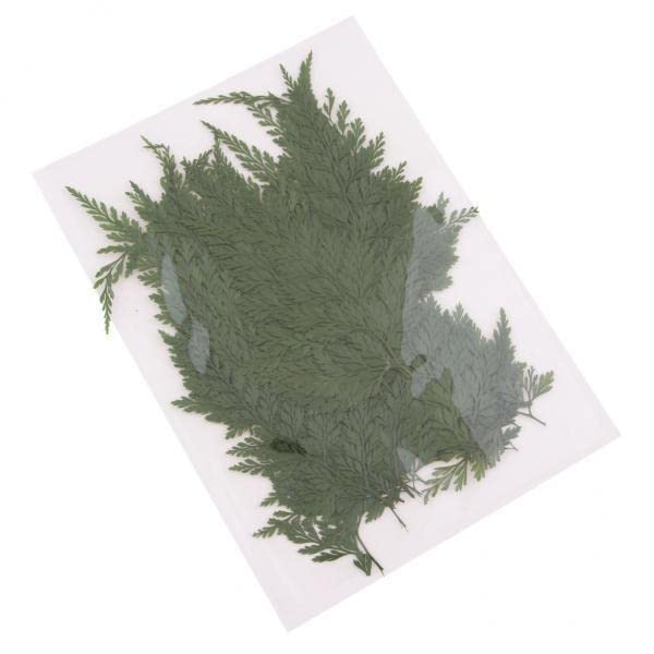 Bnf® 5x50Pcs Natural Real Dried Fern Leaves Pressed DIY Phone Case Decor Bookmarks-picture-20