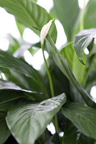 KaBloom Flowers - Large Purifying Peace Lily in 6" Pot - Gift for Birthday, Sympathy, Anniversary, Get Well, Thank You, Valentine, Mother’s Day Fresh Flowers KaBloom Flowers - Large Purifying Peace Lily in 6" Pot - Gift for Birthday, Sympathy, Anniversary, Get Well, Thank You, Valentine, Mother’s Day Fresh Flowers