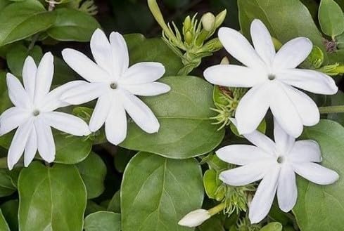 Arabian Jasmine Plant, Most Fragrant Flowers Potted Plant