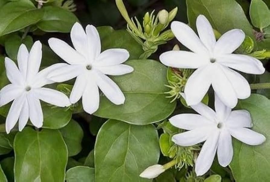 Amazon.com : Arabian Jasmine Plant, Most Fragrant Flowers Potted Plant :  Patio, Lawn & Garden