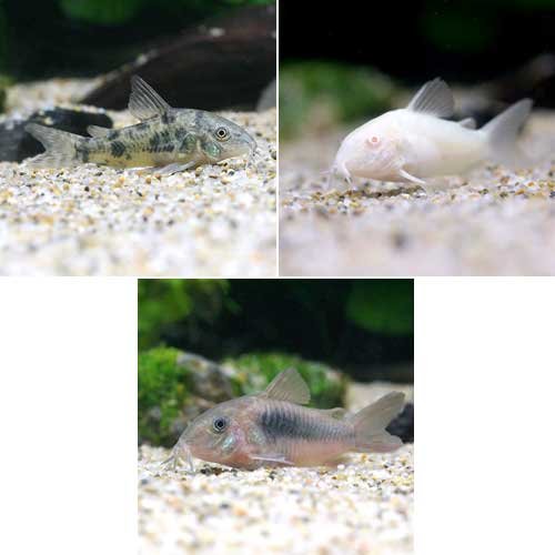 アクアリウム 水槽に新しい仲間が増えました コリドラスパンダロングフィン Happy Hopper