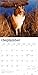 Collies | 2026 12 x 24 Inch (Hanging) Monthly Square Wall Calendar | Plastic-Free | BrownTrout | Animals Dog Breeds