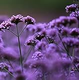 seedsown