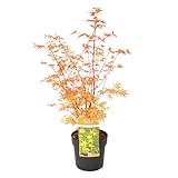 Plant in a Box - Acer palmatum 'Katsura' - Arce japonés - Resistente - Planta de jardín - Maceta 19cm - Altura 60-70cm