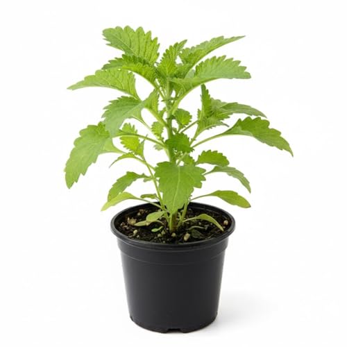 Epazote Plant Live 4-7 Inches Fragrant Herb Well Rooted in 4 Pot Outdoor Garden or Container Growing