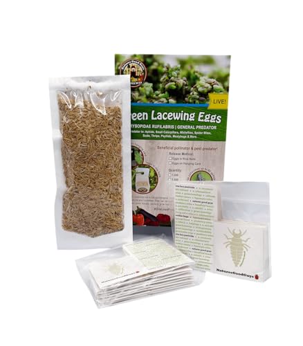 Green Lacewing 2,500 Eggs - Good Bugs