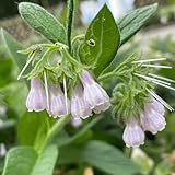 Beinwell samen - winterharte pflanzen für garten blumensamen mehrjährig winterhart - Seltene pflanzen serie - heilkräuter samen exotische samen gartenpflanzen stauden zimmerbonsai 300pcs