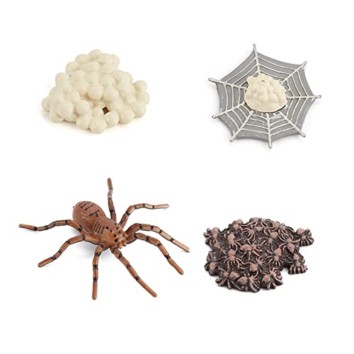 Surakey Lebenszyklus eines Spinne,Lebenszyklusphasen Simulation Tiermodell,Life Cycle of a Spinne Figuren 4 Stufen, Insekt Tiere Frühes Biologie Pädagogisches Lernspielzeug Kinder Spielzeug